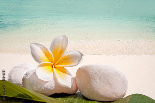 Photo: Galets, frangipanier, fond mer et plage Galets, frangipanier, fond mer et plage
