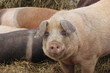 Weideschweine im Winter