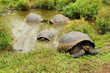 Riesenschildkröten im See