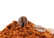 Closeup of two coffee