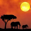 African sunset