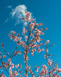 View of Almond Blossom, Velez Blanco, Almeria, Spain