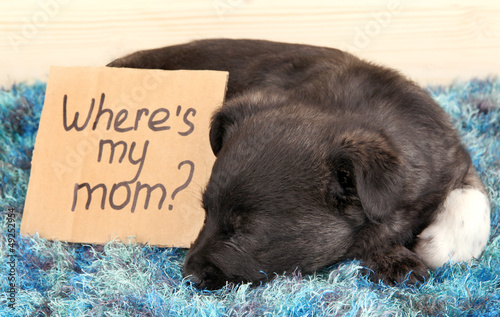 Photo: Cute puppy sleeping with sign Cute puppy sleeping with sign