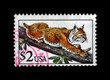 bobcat (lynx), post stamp isolated on black, circa 1995