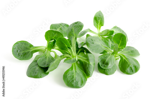 Photo: Feldsalat Feldsalat