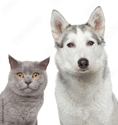 Photo: Cat and dog. Closeup portrait Cat and dog. Closeup portrait