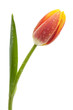 Rote Tulpe