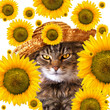 Cat with Sunflowers