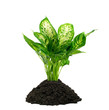 Zimmerpflanze (Dieffenbachia)