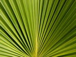 palm leavs