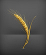 Ear of wheat