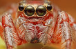 Jumping Spider
