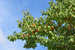 Ripe apricot on the branch of the tree