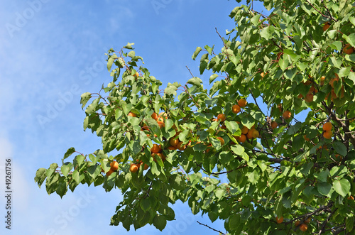 Photo: Ripe apricot on the branch of the tree Ripe apricot on the branch of the tree