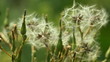Matured flowers with seed-bearing parachutes.