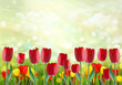 Spring background with colorful tulips
