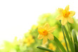 Daffodil flowers