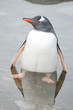 Penguin in the water