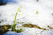 Photo: spring snowflake in snow spring snowflake in snow