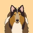 Rough Collie