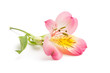 Flower. Flower.