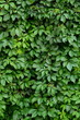 Foto: Background Texture Of Lush Vegetation On A Hedge Background Texture Of Lush Vegetation On A Hedge