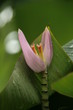 blüte