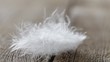 Video: feather on wooden board feather on wooden board