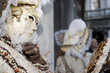 Maske in Venedig zum Karneval