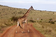 Giraffe at Masai Mara game reserve, Kenya