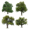 Tree collection