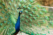 blue peacock in nightsafari chiangmai Thailand