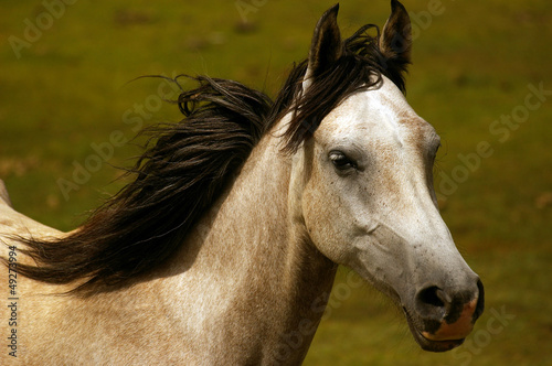 Photo: Wild horse Wild horse
