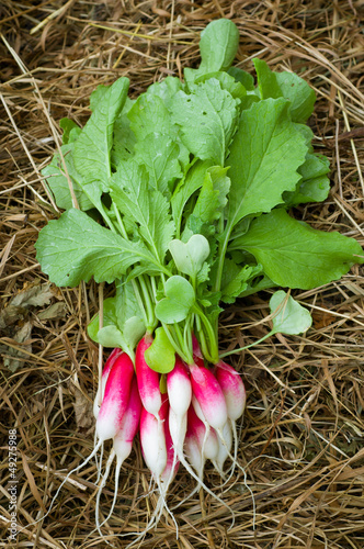 Photo: Bunch of radish on hay Bunch of radish on hay