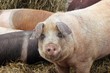 Weideschwein mit geschlossenen Augen