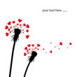 Pusteblumen Liebe