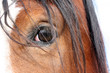 Horse Eye