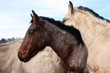 Foal Comfort