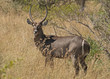 Waterbuck