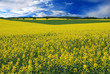 Field of oilseed rape