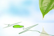 Photo: Dew drop falling from leaf onto green ECG line with heart symbol Dew drop falling from leaf onto green ECG line with heart symbol