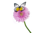 Rosa Gerbera mit Schmetterling
