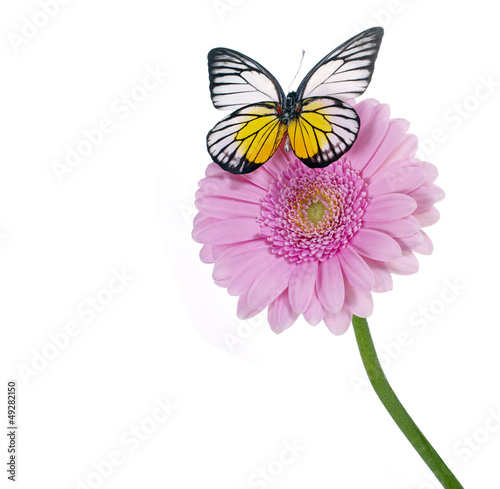 Photo: Rosa Gerbera mit Schmetterling Rosa Gerbera mit Schmetterling