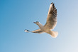 Photo: Seagull front of blue sky Seagull front of blue sky