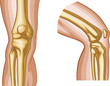 Human Knee Joint