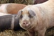Weideschweine im Winter