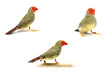 Star Finch - Neochmia ruficauda in front of a white background