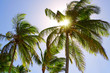 Palm trees and sunshine.