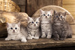 British kitten on retro background