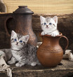 British kitten on retro background